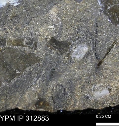 undet. Mollusca