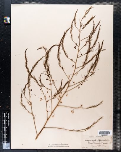 Asparagus officinalis