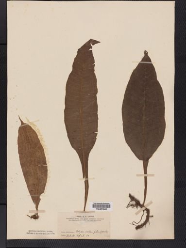 Polypodium