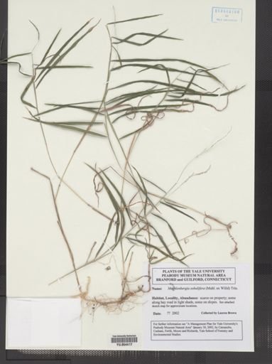 Muhlenbergia sobolifera