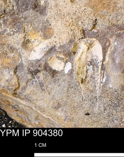 undet. Mollusca