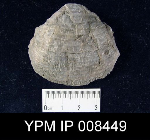 Echinoconchus vittata