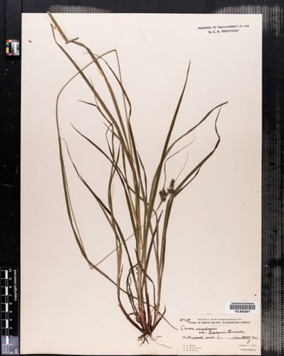 Carex virescens