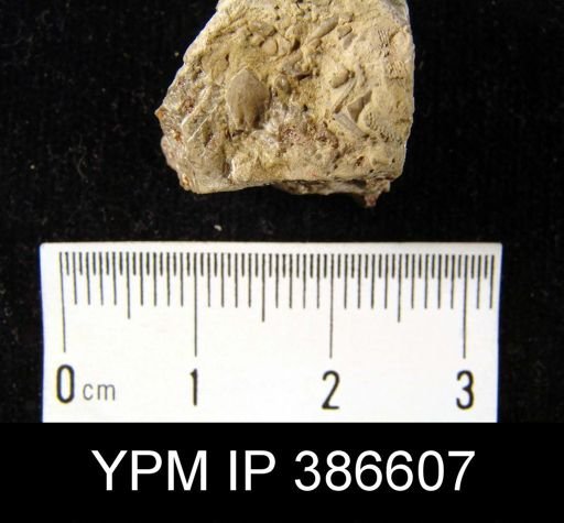 Zygospira?