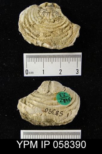 Leptaena rhomboidalis