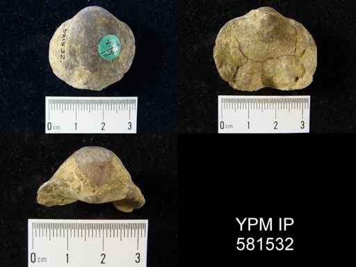Schizophoria impressa
