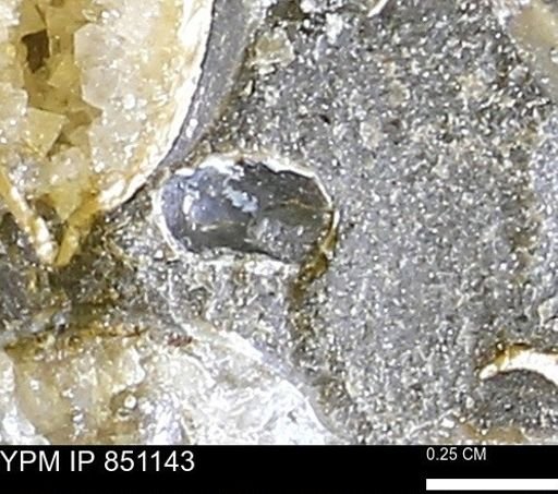 undet. Mollusca