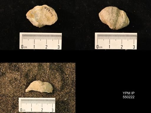 Marginifera lasallensis