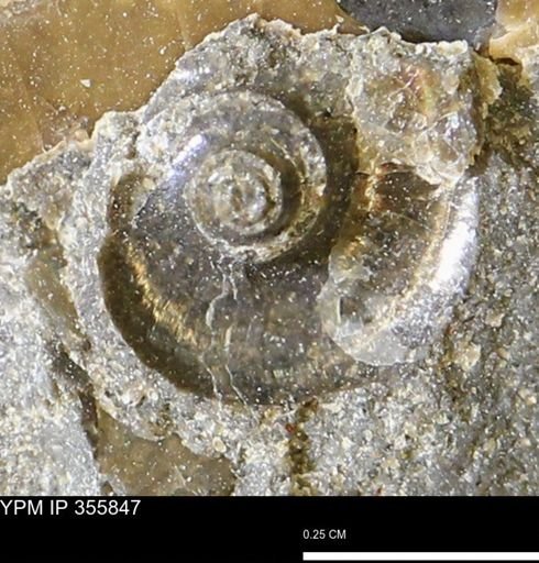 undet. Scaphitidae