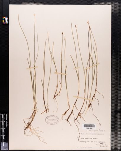 Carex pauciflora