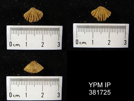 Camarotoechia transversa?