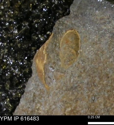 Protocardia subquadrata