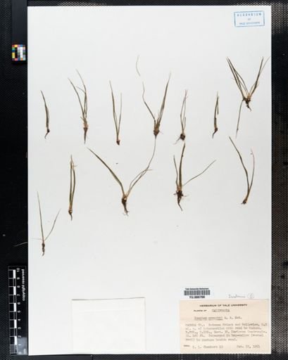 Isoetes