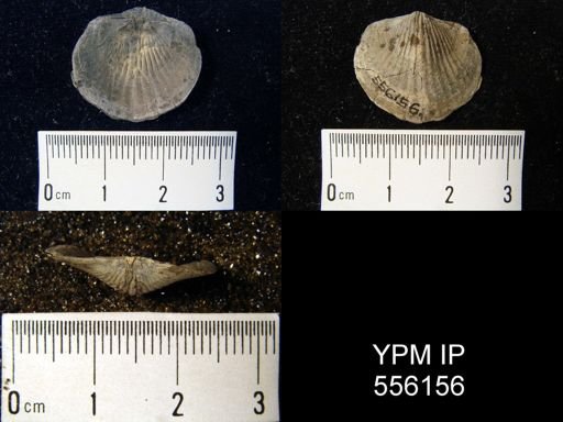 Tropidoleptus carinatus