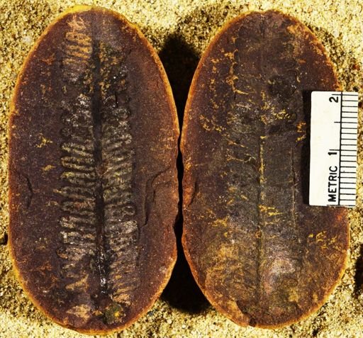 Pecopteris