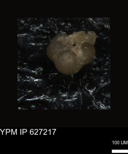 undet. Foraminiferida