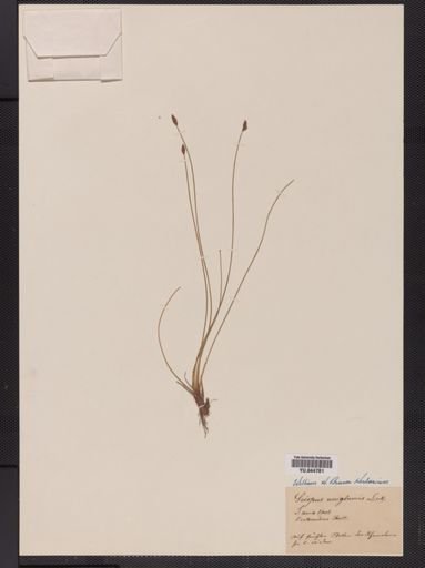 Eleocharis uniglumis