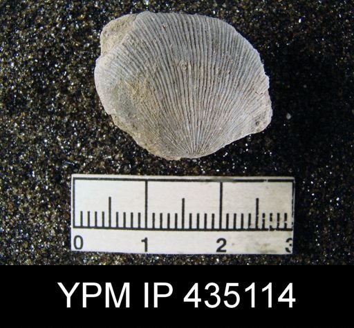 Derbya sp.