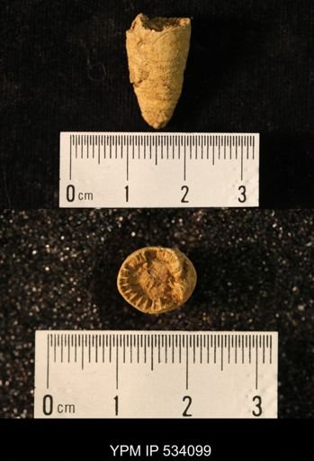 Zaphrentis elliptica