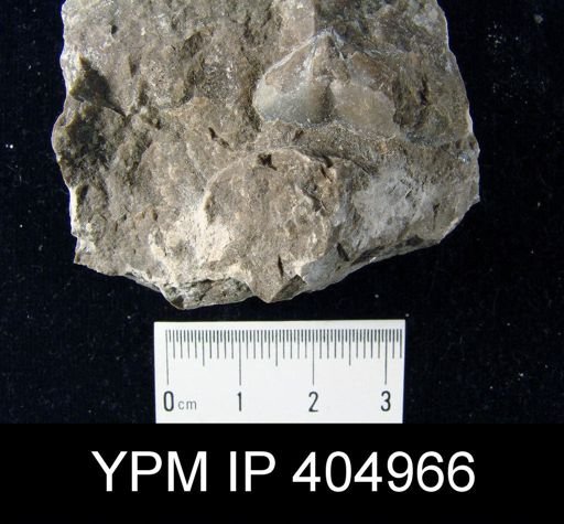 undet. Brachiopoda