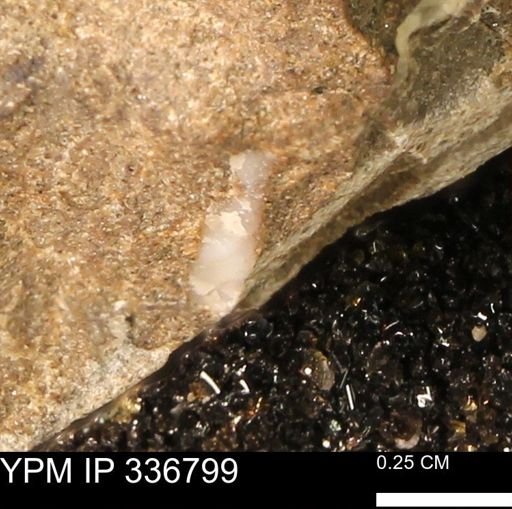 undet. Mollusca