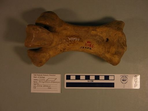 Palapteryx elephantopus