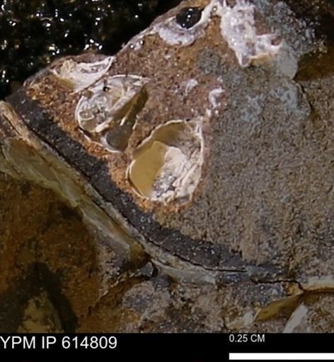 undet. Bivalvia
