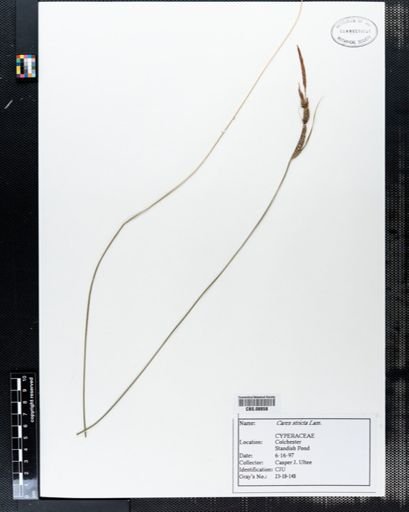 Carex stricta