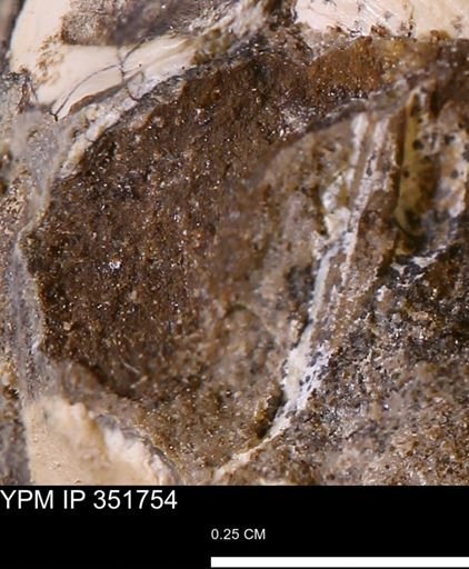 undet. Bivalvia