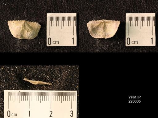 Chonetes sp.