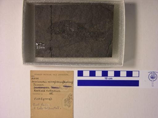 Semionotus micropterus