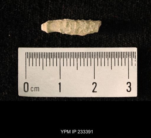 Archaeocidaris sp.