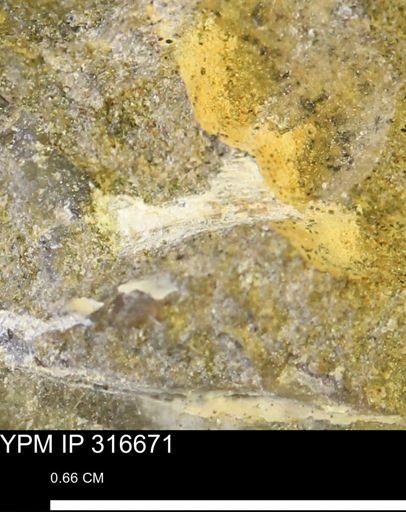 undet. Mollusca