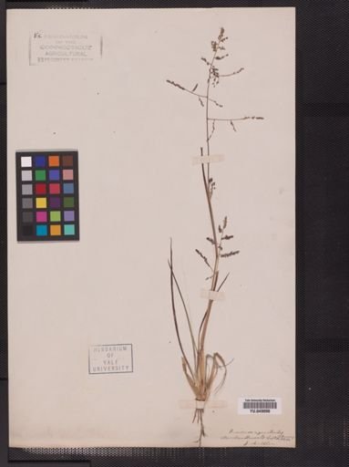 Panicum agrostoides