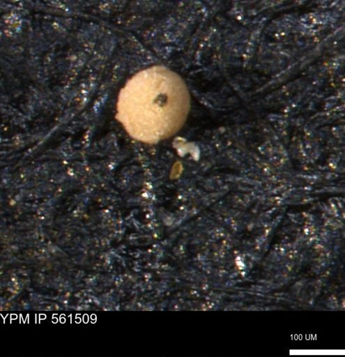 undet. Foraminiferida