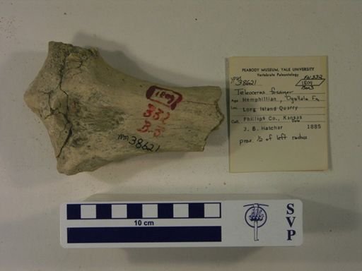 Teleoceras fossiger