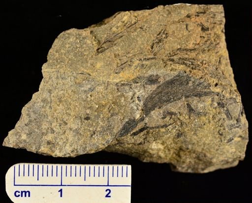 Psilophyton sp.
