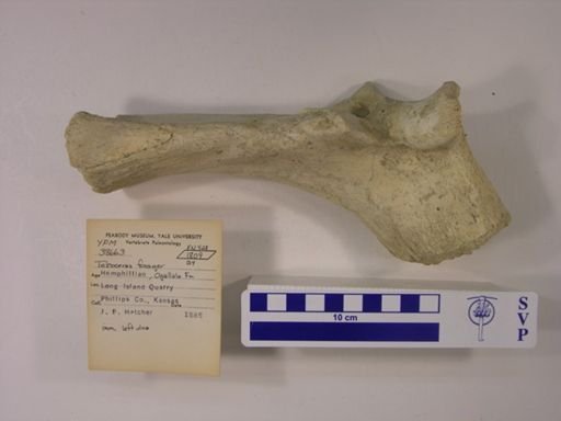 Teleoceras fossiger