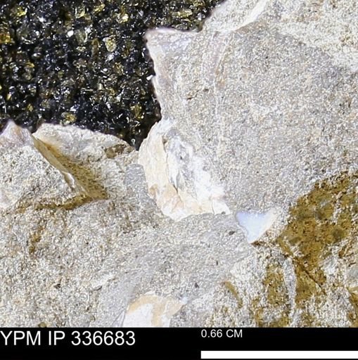 undet. Ammonoidea
