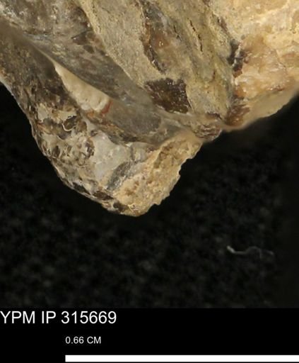 Baculites eliasi