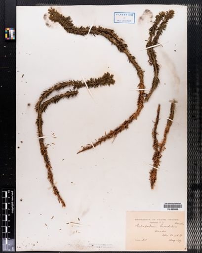 Lycopodium lucidulum
