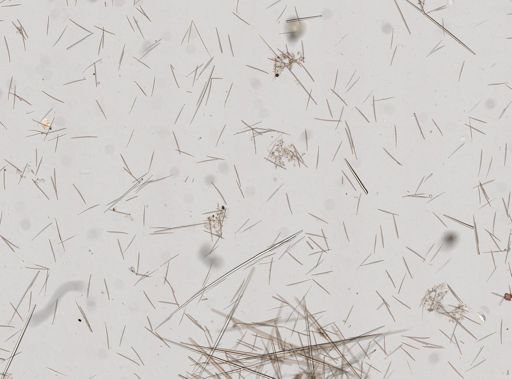 Polymastia
