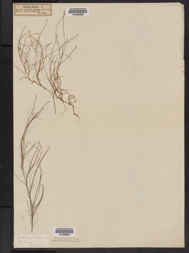 Plantae