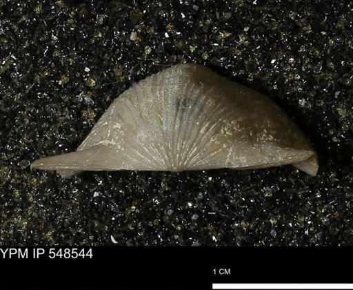 Stropheodonta navalis