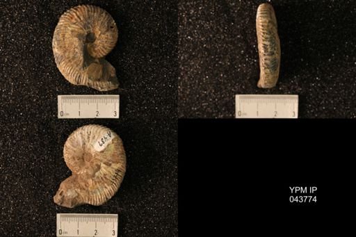 Hoploscaphites nicolletii