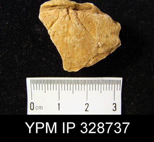 Leptostrophia?