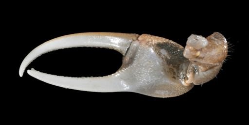 Leptuca pugilator