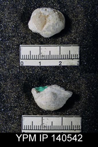 Productus (Paramarginifera) tumidus