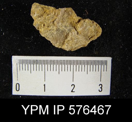 Strophonella striata