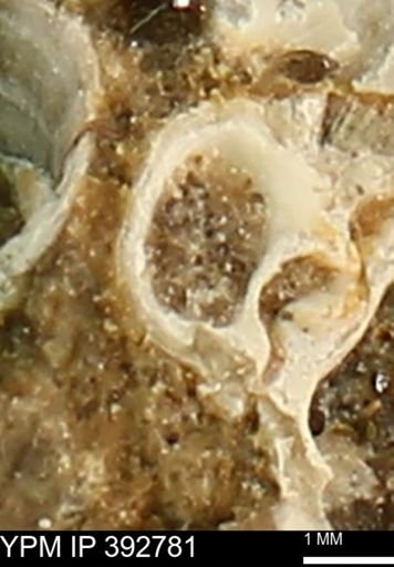 Gastropoda?